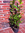 Kirschlorbeer, 125 Stück, 60 - 80 cm