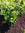 Kirschlorbeer ,,Prunus Novita", 200 Stück, 40 cm, 1 ltr. Topf