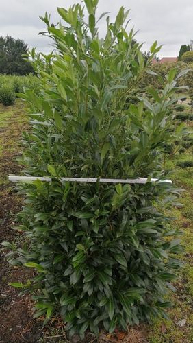 Kirschlorbeer- Prunus laur. Herbergii, 150/175 cm