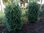 Kirschlorbeer- Prunus laur. Herbergii Select Sol, 175/200 cm