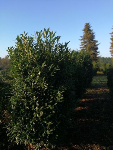 Kirschlorbeer- Prunus laur. Herbergii Select - Säule, 200/225 cm